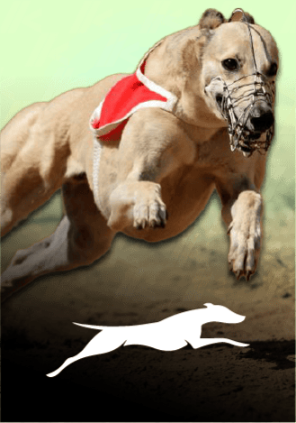 Real Dogs